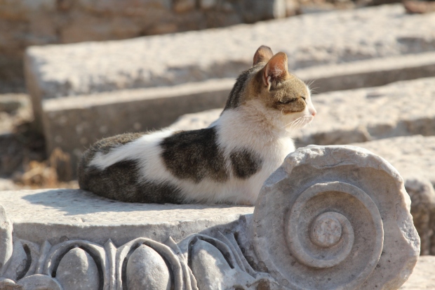 I found lots of cats running around in the ruins in Ephesus. Entertaining and unexpected so I documented it.